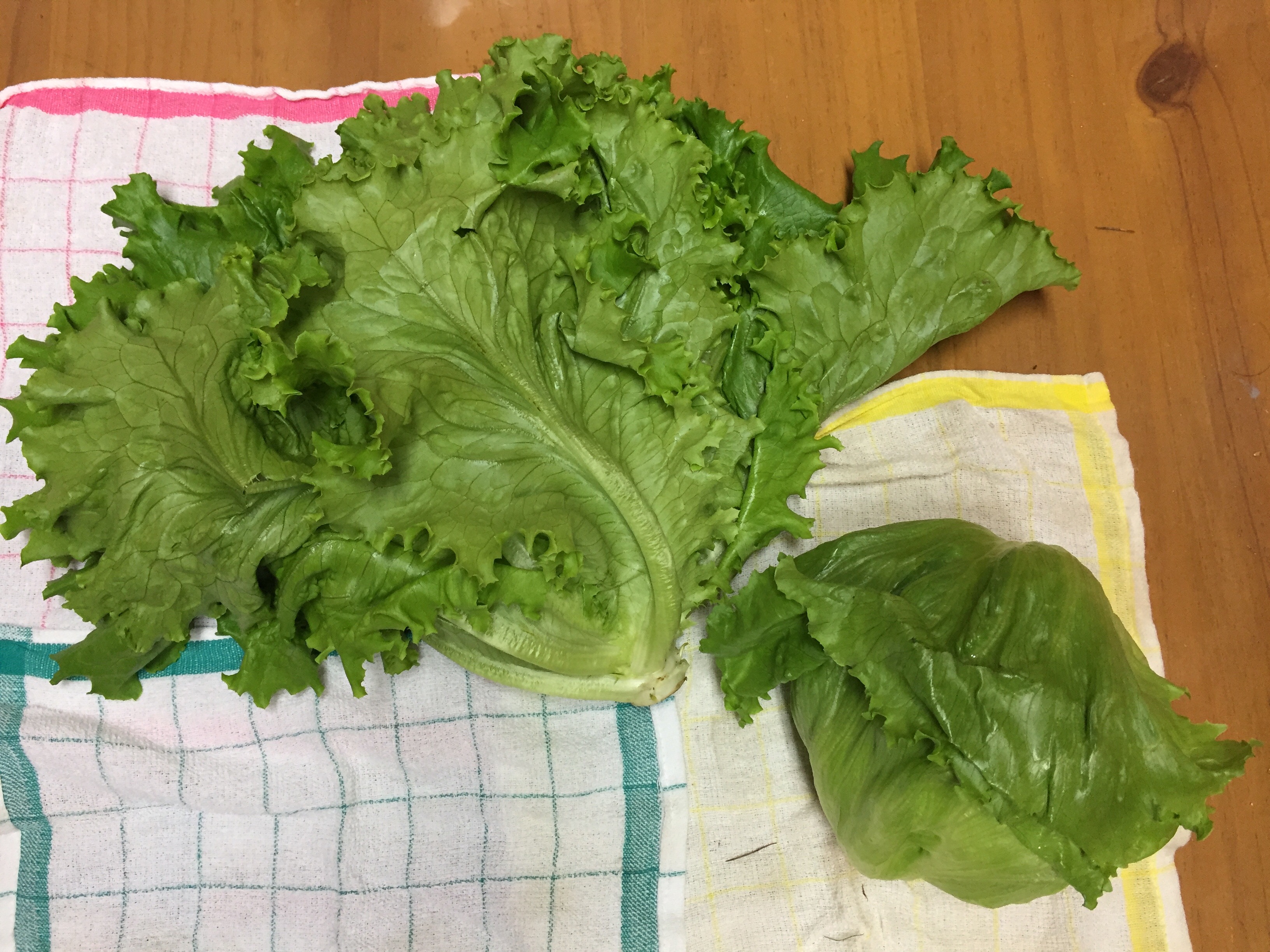 グリーンリーフとサニーレタスの違いは 栄養価や見分け方 長野県川上村レタスバイト体験記